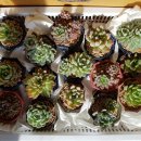 커피누리 이미지