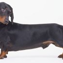 닥스훈트(DACHS HUND) 이미지