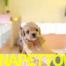 파주켄넬 이미지