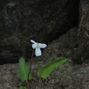 386친구들 이미지