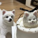 더벤티 광양 사동로점 | 민준이 생일 제대로 챙긴 날, 광양 강아지 케이크 아워댕 맞춤 수제케이크 견생샷까지 건진후기