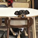 세븐일레븐 포항대잠중앙점 | [포항 애견동반 브런치카페 추천] 포항 대잠맨션...애견동반 브런치 카페 방문 내돈내산 솔직 후기!