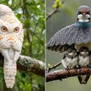 20 Incredible and Unbelievable BIRDS You Have Never Seen! 이미지