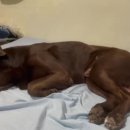 Happy tail 이미지