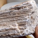 화석(규화목) 이미지