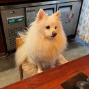 안녕, 댕댕이 이미지