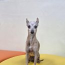 서해동물병원 이미지