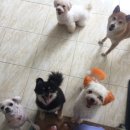 애니몰하우스 이미지