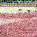 천일홍축제 이미지