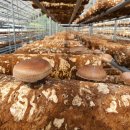 산머루마을 이미지