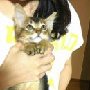 피정현 동물병원 이미지