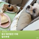 루멘 | 용산 애견동반 카페｜조용한 분위기의 '빌라루멘' 후기