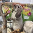 햄스터농장 이미지