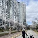 근린공원(게이트볼장옆)화장실 | 일본 문화 하나미(花見) 체험 - 꼭 일본에서 하라는 법은 없잖아요? feat. 원주 샘마루공원