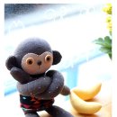 애플몽키 이미지