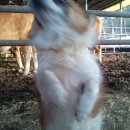 상강축사 이미지