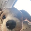 개라다이스 이미지