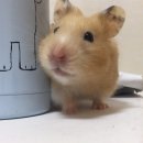 찍 이미지