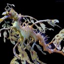 leafy_sea_dragon4.jpg 이미지