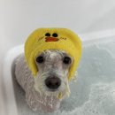 온레스트그루밍 이미지