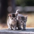 담벼락식당 이미지