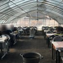 매화상회 이미지