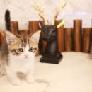 도그마루 강아지 고양이 울산점 이미지
