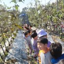 10월 ＜가을 열매를 만나러 가요-사과수확체험학습(1)＞ 이미지