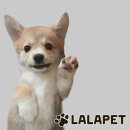 라라펫스튜디오 네이버블로그