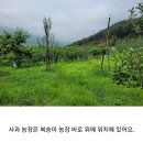 감꽃농원 | (농라)상주감꽃핀농원 홍로 구입후기!(상자가 바꼈ㅜㅜ빠른처리 해주셨네요..)