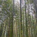 지구마불 세계여행 3 따라 담양 남도여행 코스 이미지