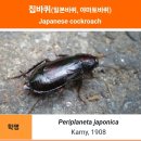 대구,경산 바퀴벌레 퇴치잘하는 방역업체 알아보기