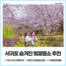 예래입구 | 제주 벚꽃명소 예래생태공원 개화상태 서귀포 가볼만한곳