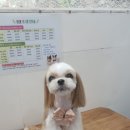 오늘도 이쁘개 이미지