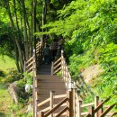 나무사이로 햇살이 이미지