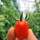 부자 농장 이미지