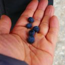 남미농장 이미지