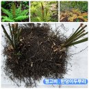 노루귀/복수초/처녀치마/촛대승마/꿩고비/금꿩의다리/겹삼잎국화/단풍취/곰취/하늘말나리/참나물 이미지