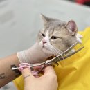 고양이무마취미용 무냥무냥 대구점 | 대구고양이미용 엉킨털 죽은털 미용 무냥무냥 대구점 찐 후기