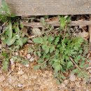 영옥농장 이미지