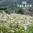 구절초 테마공원 제2주차장 | 정읍 구절초 꽃축제 정보 입장료 주차장 구절초 지방정원 코스추천