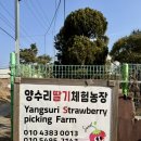 유연농장 | 경기도 양수리 딸기농장체험 가격 무한시식 예약방법 후기
