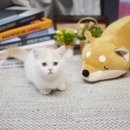 대구고양이분양 나비캣 이미지