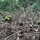 알밤농장 이미지