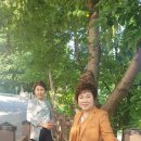 고은인셀덤