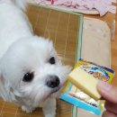 디어마이펫(DEARMYPET) 이미지