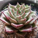 니캉내캉 이미지