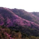 [신청하기]-수도권 진달래 명산-고려산 진달래 산행 안내 이미지