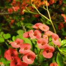 기안초교 이미지