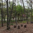 유니스의정원 이미지